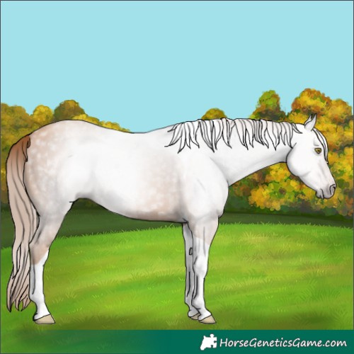 Horse Color:Gray Gold Champagne Tobiano 