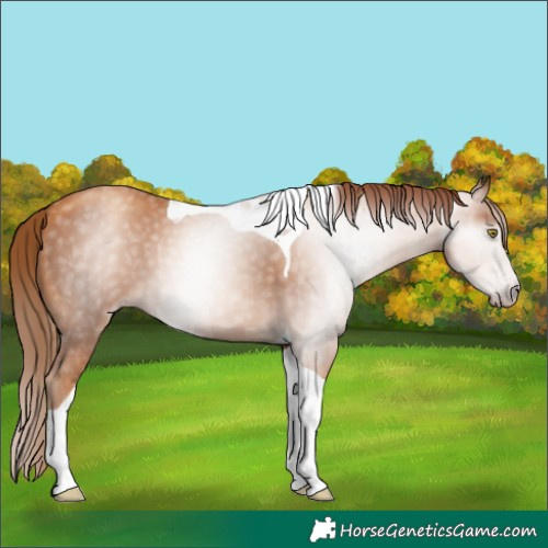 Horse Color:Gray Gold Champagne Tobiano 