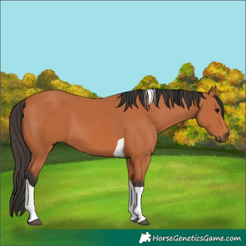 Horse Color:Bay Tobiano 