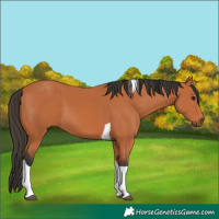 Horse Color:Bay Tobiano 