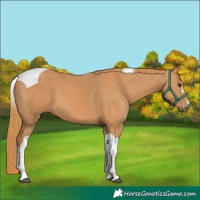 Horse Color:Chestnut Tobiano 