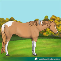 Horse Color:Chestnut Tobiano 
