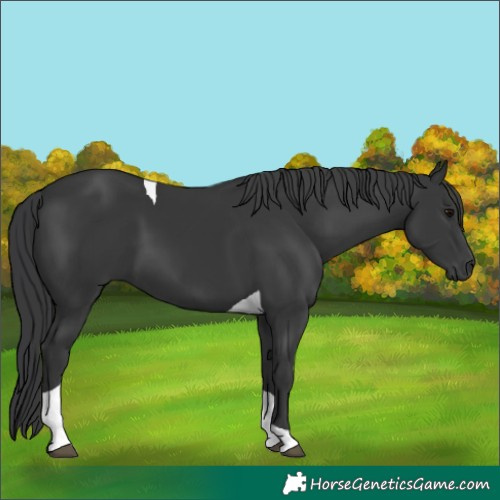 Horse Color:Black Tobiano