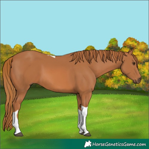 Horse Color:Chestnut Tobiano 