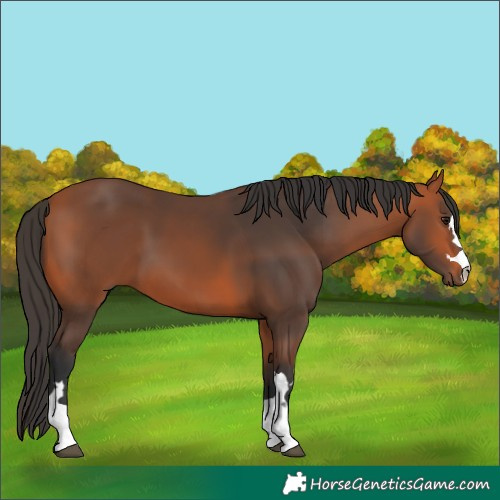 Horse Color:Bay 