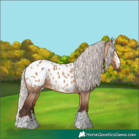 Horse Color:Silver Brown Dun Blanket 