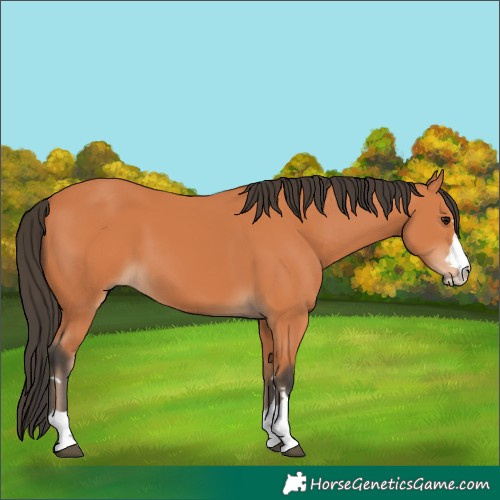Horse Color:Bay 