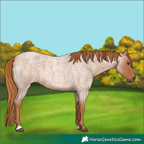 Horse Color:Red Roan
