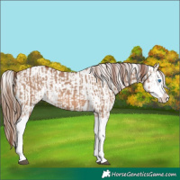 Horse Color:Red Dun Splash and Red Dun Splash
