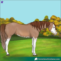 Horse Color:Red Dun Splash and Red Dun Splash