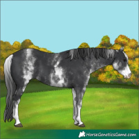 Horse Color:White Spotted Black 