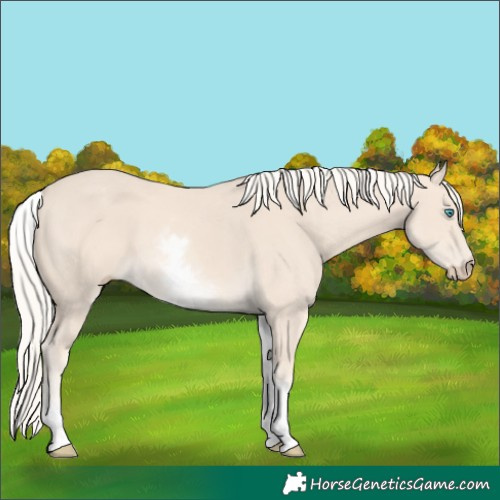 Horse Color:White Spotted Cremello 