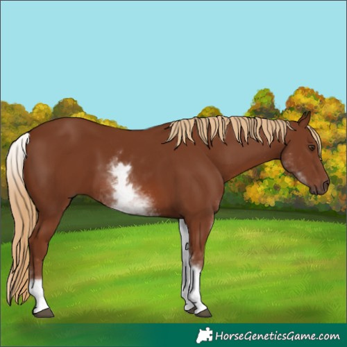 Horse Color:White Spotted Chestnut 