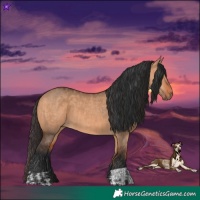 Horse Color:Bay Dun  and Bay Dun 