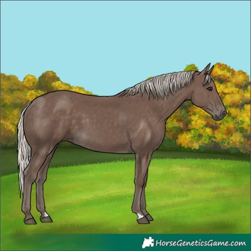 Horse Color:Silver Black