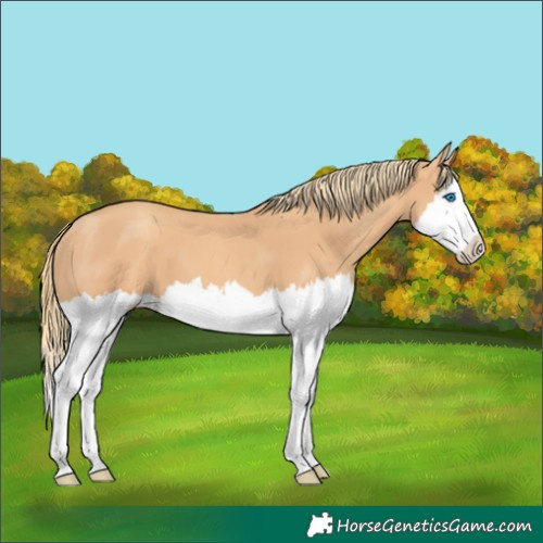 Horse Color:Gold Champagne Splash 