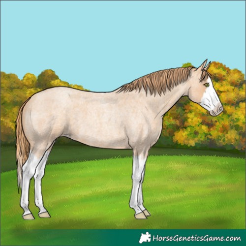 Horse Color:Gold Champagne Roan Splash 