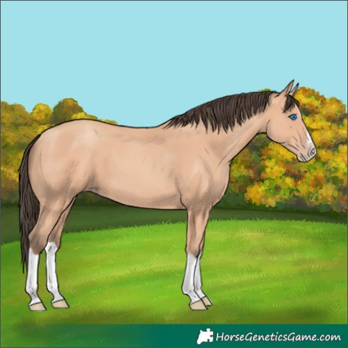 Horse Color:Amber Champagne Splash 
