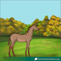 Horse Color:Red Dun 