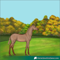 Horse Color:Red Dun 