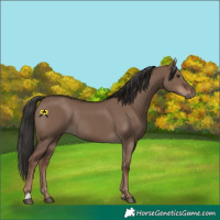 Horse Color:Liver Red Dun Rabicano 