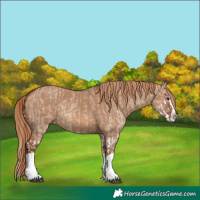 Horse Color:Red Dun Splash  and Red Dun Splash 