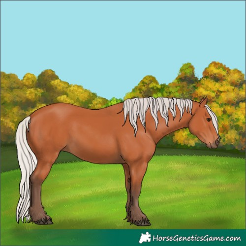 Horse Color:Silver Bay 