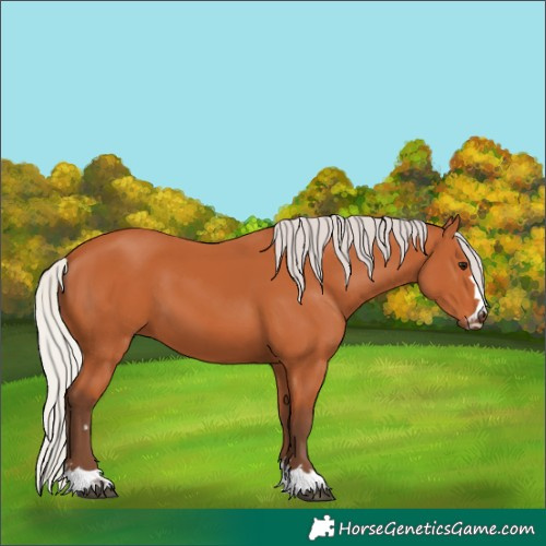 Horse Color:Silver Bay 