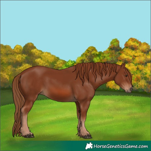 Horse Color:Chestnut 
