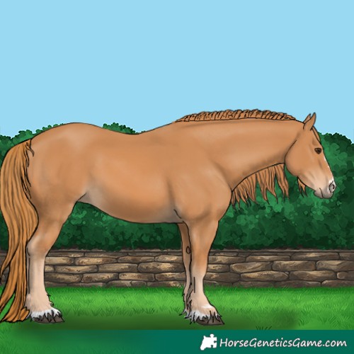 Horse Color:Chestnut 