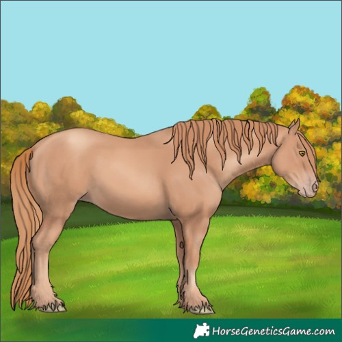 Horse Color:Gold Champagne 