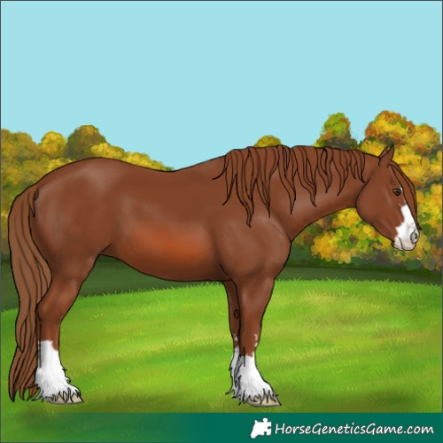 Horse Color:Chestnut 