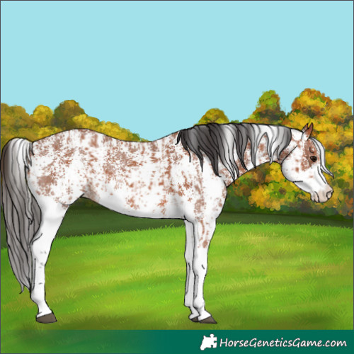 Horse Color:Bay Sabino Rabicano  and Bay Sabino Rabicano 