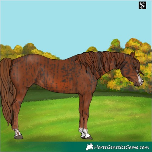 Horse Color:Liver Chestnut  and Chestnut 