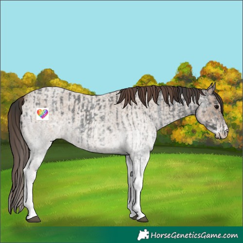 Horse Color:White Spotted Blue Roan Rabicano  and White Spotted Classic Champagne Roan Rabicano 
