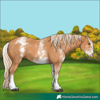 Horse Color:White Spotted Chestnut 