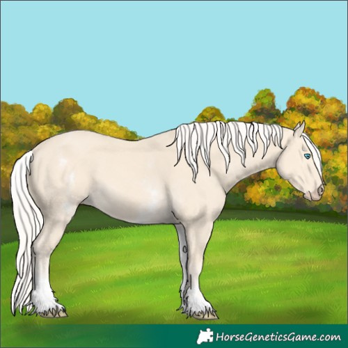 Horse Color:White Spotted Cremello 