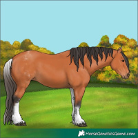 Horse Color:White Spotted Bay 
