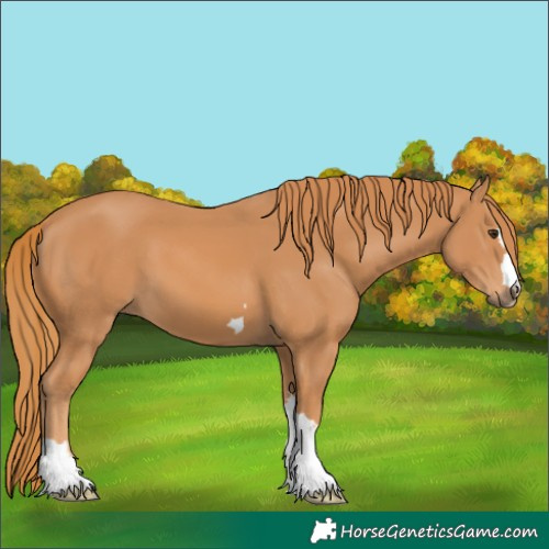 Horse Color:Unknown 