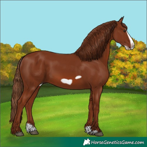Horse Color:Chestnut Splash Frame