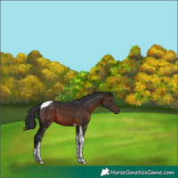 Horse Color:Brown Tobiano