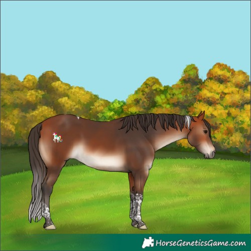 Horse Color:Bay Tobiano