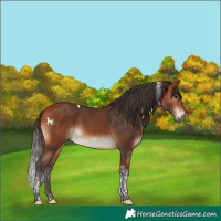 Horse Color:Bay Tobiano 