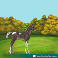 Horse Color:Silver Black Tobiano 