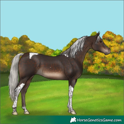 Horse Color:Silver Brown Tobiano 