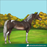 Horse Color:Silver Brown Tobiano
