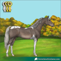 Horse Color:Silver Black Tobiano 