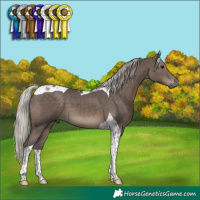 Horse Color:Silver Black Tobiano