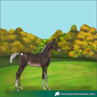 Horse Color:Silver Brown Tobiano 
