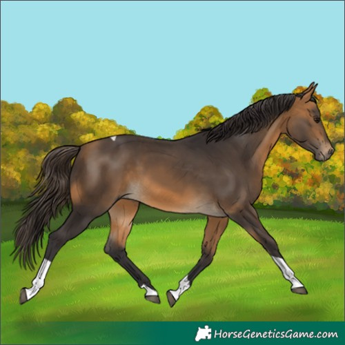 Horse Color:Buckskin Tobiano